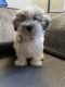 Morkie Puppies for sale in Brownstown Charter Twp, MI, USA. price: $1,850
