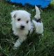 Morkie Puppies for sale in DeLand, FL, USA. price: NA