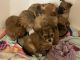 Morkie Puppies for sale in Las Vegas, NV, USA. price: $300