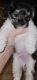Morkie Puppies for sale in Deptford, NJ, USA. price: $700