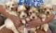 Morkie Puppies for sale in Forest Grove, OR 97116, USA. price: $1,650