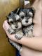 Morkie Puppies for sale in Cove, AR 71937, USA. price: $400