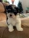 Morkie Puppies for sale in Naples, FL, USA. price: $1,000