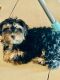 Morkie Puppies for sale in Plant City, FL, USA. price: $1,250