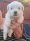 Morkie Puppies for sale in Mt Vernon, OH 43050, USA. price: $1,200
