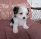 Morkie Puppies for sale in DeLand, FL, USA. price: NA