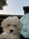 Morkie Puppies for sale in Des Moines, IA, USA. price: $350