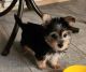 Morkie Puppies for sale in Charlton, MA 01507, USA. price: $1,000