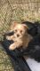 Morkie Puppies for sale in Glasgow, KY 42141, USA. price: NA
