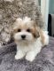 Morkie Puppies for sale in Lake Stevens, WA 98258, USA. price: $2,200