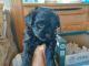 Morkie Puppies for sale in Falcon Dr, Colorado Springs, CO 80908, USA. price: $1,900