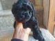 Morkie Puppies for sale in Falcon Dr, Colorado Springs, CO 80908, USA. price: $1,800