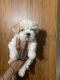 Morkie Puppies for sale in Hackettstown, NJ 07840, USA. price: $1,200