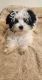 Morkie Puppies for sale in Boise, ID, USA. price: NA