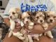 Morkie Puppies for sale in Forest Grove, OR 97116, USA. price: $800