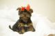 Morkie Puppies for sale in Barboursville, WV, USA. price: $1,800