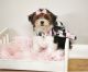 Morkie Puppies for sale in Barboursville, WV, USA. price: $850