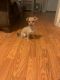 Morkie Puppies for sale in Philadelphia, PA, USA. price: $800
