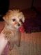 Morkie Puppies for sale in Waukegan, IL, USA. price: $650