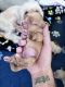 Morkie Puppies for sale in Cutler Bay, FL, USA. price: $1,500