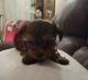 Morkie Puppies for sale in Eldon, MO 65026, USA. price: $400