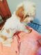 Morkie Puppies for sale in Harper Woods, MI 48225, USA. price: $500