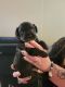 Morkie Puppies for sale in WASHINGTON TR, UT 84405, USA. price: $1,000