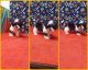 Morkie Puppies for sale in Milan, MO 63556, USA. price: $525