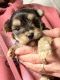 Morkie Puppies for sale in Hattiesburg, MS, USA. price: $750