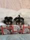 Morkie Puppies for sale in Myrtle Beach-Conway-North Myrtle Beach, SC, SC, USA. price: $2,000