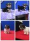Morkie Puppies for sale in Milan, MO 63556, USA. price: $475