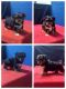 Morkie Puppies for sale in Milan, MO 63556, USA. price: $500