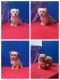 Morkie Puppies for sale in Milan, MO 63556, USA. price: $450