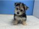 Morkie Puppies for sale in Chicago, Illinois. price: $400