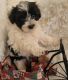 Morkie Puppies for sale in Winslow, Arkansas. price: $600