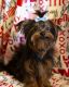 Morkie Puppies for sale in Barboursville, WV, USA. price: NA