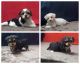 Morkie Puppies for sale in Milan, MO 63556, USA. price: $500