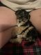 Morkie Puppies for sale in Easley, South Carolina. price: $900