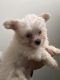 Morkie Puppies for sale in Winterville, NC, USA. price: $750