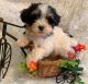 Morkie Puppies for sale in Winslow, Arkansas. price: $650