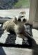 Morkie Puppies for sale in Greeley, Colorado. price: $1,000