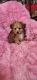 Morkie Puppies for sale in Belding, MI 48809, USA. price: NA