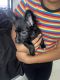 Morkie Puppies for sale in East Orange, New Jersey. price: $650