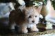 Morkie Puppies for sale in Oakland Park, FL, USA. price: NA