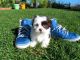 Morkie Puppies for sale in Huntington Beach, CA, USA. price: NA