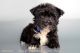 Morkie Puppies for sale in Oceanside, CA, USA. price: NA