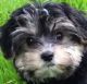 Morkie Puppies for sale in Seattle, WA, USA. price: NA