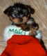 Morkie Puppies for sale in Cleveland, OH, USA. price: $450