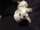 Morkie Puppies for sale in Sheboygan Falls, WI, USA. price: NA