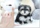 Morkie Puppies for sale in California, USA. price: NA
